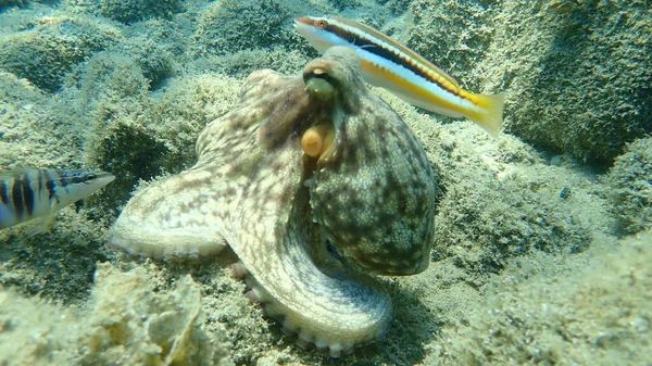 Polvo Comum Octopus Vulgaris Caça Mar Egeu Grécia Halkidiki — Fotografia de Stock