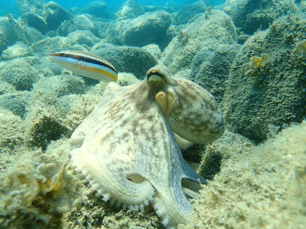 Pieuvre Commune Octopus Vulgaris Chasse Mer Égée Grèce Halkidiki — Photo