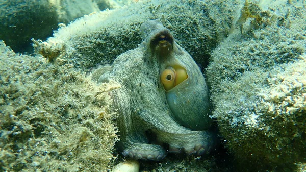 Gewone Octopus Octopus Vulgaris Jacht Egeïsche Zee Griekenland Halkidiki — Stockfoto