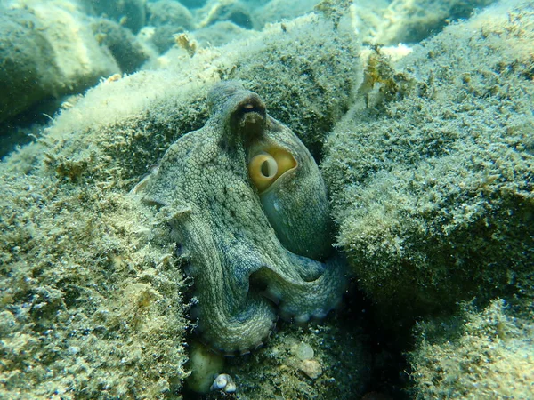 Polvo Comum Octopus Vulgaris Caça Mar Egeu Grécia Halkidiki — Fotografia de Stock