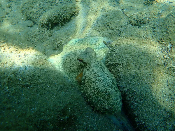 Caza Común Pulpo Octopus Vulgaris Mar Egeo Grecia Halkidiki — Foto de Stock