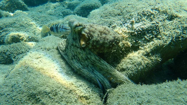 Polpo Comune Octopus Vulgaris Caccia Mar Egeo Grecia Calcidica — Foto Stock