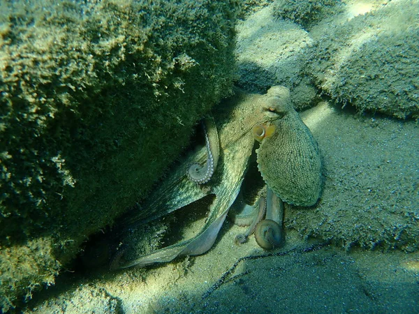 Polpo Comune Octopus Vulgaris Caccia Mar Egeo Grecia Calcidica — Foto Stock