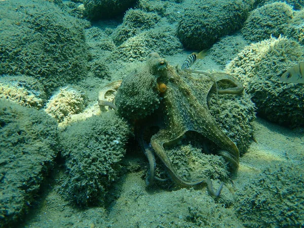 Common Octopus Octopus Vulgaris Hunting Aegean Sea Greece Halkidiki — Stock Photo, Image