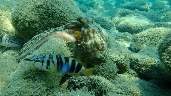 Common octopus (Octopus vulgaris) hunting, Aegean Sea, Greece, Halkidiki