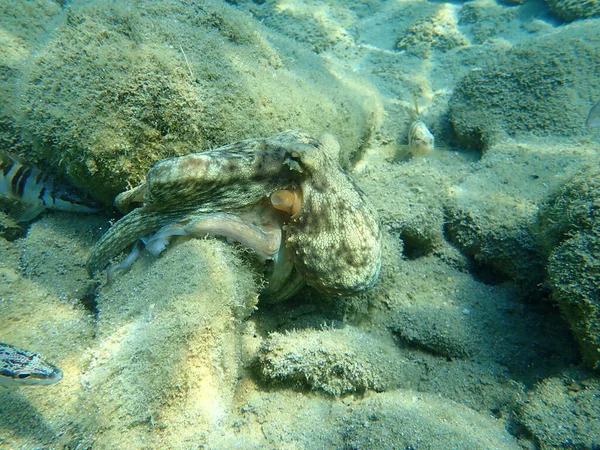 Common octopus (Octopus vulgaris) hunting, Aegean Sea, Greece, Halkidiki