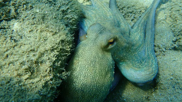 Közönséges Polip Octopus Vulgaris Vadászat Égei Tenger Görögország Halkidiki — Stock Fotó