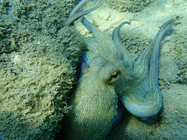 Közönséges Polip Octopus Vulgaris Vadászat Égei Tenger Görögország Halkidiki — Stock Fotó