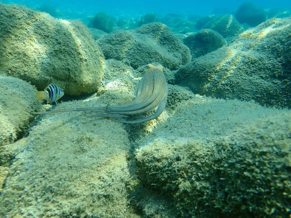 Охота Осьминога Octopus Vulgaris Эгейское Море Греция Халкидики — стоковое фото