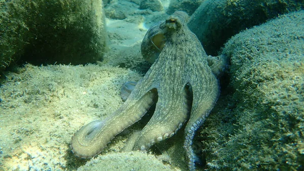 Pieuvre Commune Octopus Vulgaris Chasse Mer Égée Grèce Halkidiki — Photo