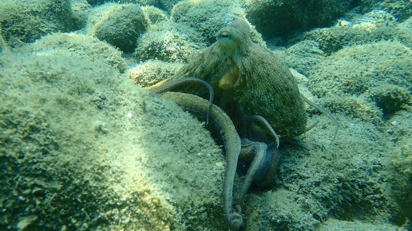 Közönséges Polip Octopus Vulgaris Vadászat Égei Tenger Görögország Halkidiki — Stock Fotó