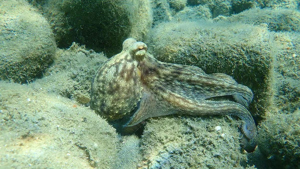 Caza Común Pulpo Octopus Vulgaris Mar Egeo Grecia Halkidiki — Foto de Stock