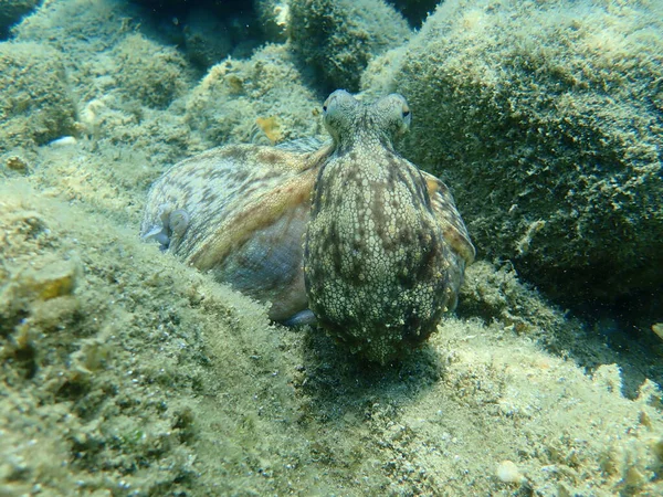 Common octopus (Octopus vulgaris) hunting, Aegean Sea, Greece, Halkidiki