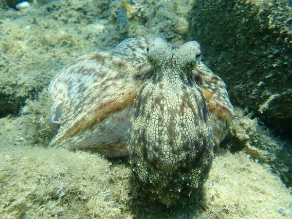 Common Octopus Octopus Vulgaris Hunting Aegean Sea Greece Halkidiki — 스톡 사진