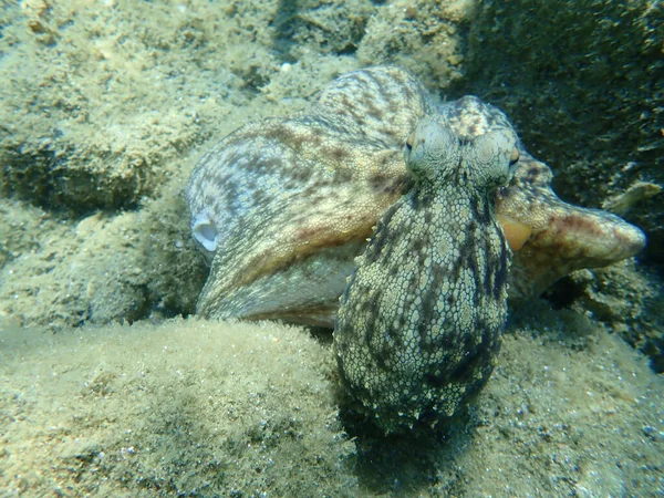 Octopus Vulgaris கடல — ஸ்டாக் புகைப்படம்