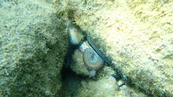 Genel Ahtapot Octopus Vulgaris Avı Ege Denizi Yunanistan Halkidiki — Stok fotoğraf