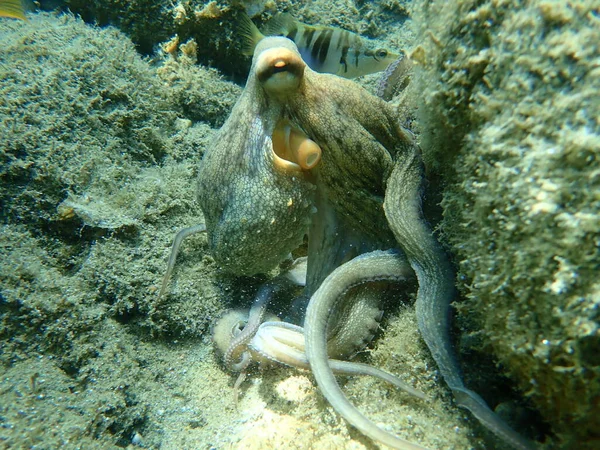 Polvo Comum Octopus Vulgaris Caça Mar Egeu Grécia Halkidiki — Fotografia de Stock