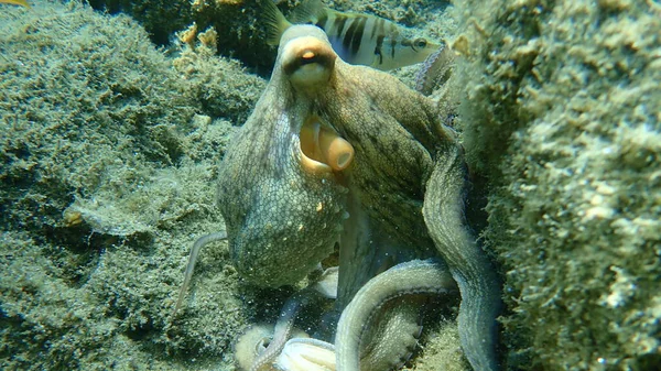 Common Octopus Octopus Vulgaris Hunting Aegean Sea Greece Halkidiki — Stock Photo, Image