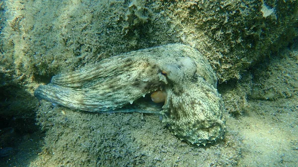 Gewone Octopus Octopus Vulgaris Jacht Egeïsche Zee Griekenland Halkidiki — Stockfoto