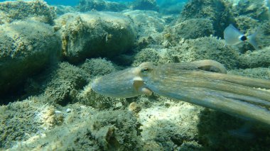 Genel ahtapot (Octopus vulgaris) avı, Ege Denizi, Yunanistan, Halkidiki