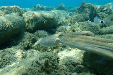 Genel ahtapot (Octopus vulgaris) avı, Ege Denizi, Yunanistan, Halkidiki