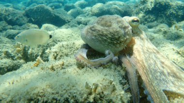 Genel ahtapot (Octopus vulgaris) avı, Ege Denizi, Yunanistan, Halkidiki