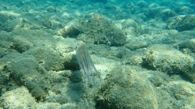 Genel ahtapot (Octopus vulgaris) avı, Ege Denizi, Yunanistan, Halkidiki