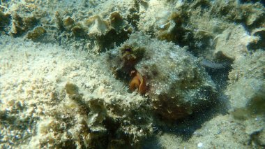 Genel ahtapot (Octopus vulgaris) avı, Ege Denizi, Yunanistan, Halkidiki