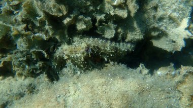 Genel ahtapot (Octopus vulgaris) avı, Ege Denizi, Yunanistan, Halkidiki