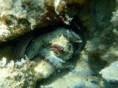Genel ahtapot (Octopus vulgaris) avı, Ege Denizi, Yunanistan, Halkidiki