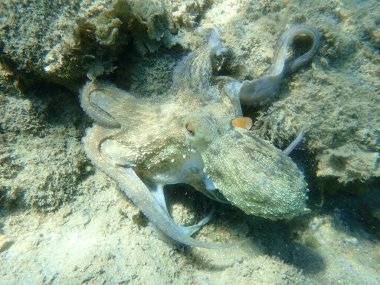 Genel ahtapot (Octopus vulgaris) avı, Ege Denizi, Yunanistan, Halkidiki