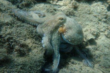 Genel ahtapot (Octopus vulgaris) avı, Ege Denizi, Yunanistan, Halkidiki