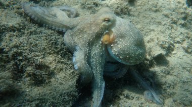 Genel ahtapot (Octopus vulgaris) avı, Ege Denizi, Yunanistan, Halkidiki
