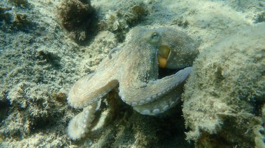 Genel ahtapot (Octopus vulgaris) avı, Ege Denizi, Yunanistan, Halkidiki