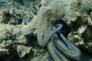 Genel ahtapot (Octopus vulgaris) avı, Ege Denizi, Yunanistan, Halkidiki