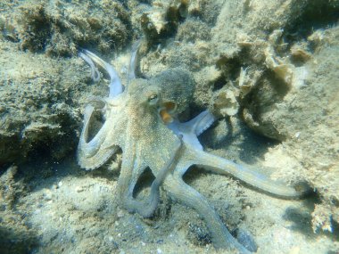 Genel ahtapot (Octopus vulgaris) avı, Ege Denizi, Yunanistan, Halkidiki