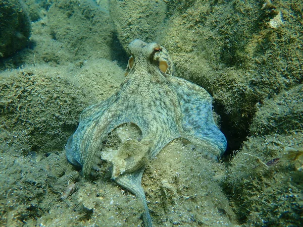 Polvo Comum Octopus Vulgaris Caça Mar Egeu Grécia Halkidiki — Fotografia de Stock