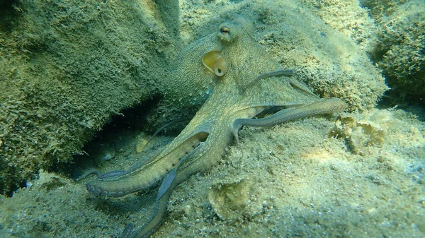 Közönséges Polip Octopus Vulgaris Vadászat Égei Tenger Görögország Halkidiki — Stock Fotó