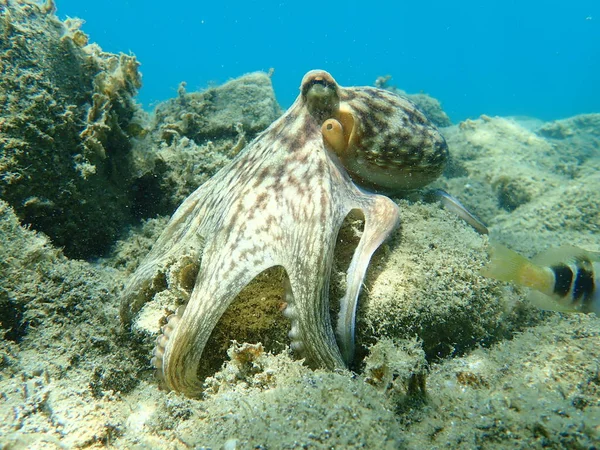 Pieuvre Commune Octopus Vulgaris Chasse Mer Égée Grèce Halkidiki — Photo