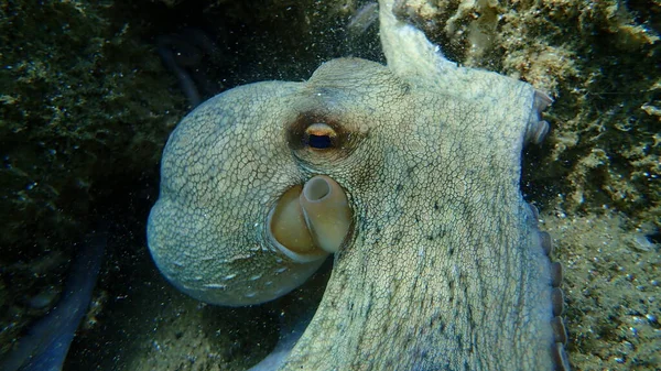 Polvo Comum Octopus Vulgaris Caça Mar Egeu Grécia Halkidiki — Fotografia de Stock