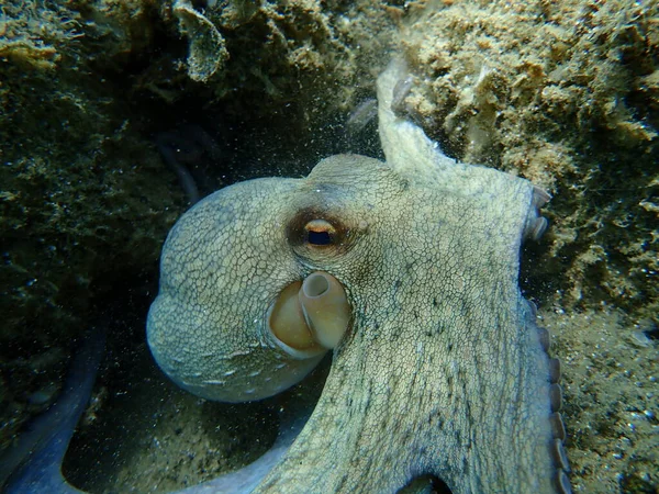 Pieuvre Commune Octopus Vulgaris Chasse Mer Égée Grèce Halkidiki — Photo