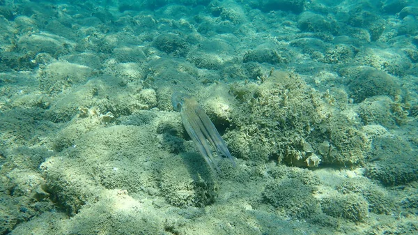 Caza Común Pulpo Octopus Vulgaris Mar Egeo Grecia Halkidiki —  Fotos de Stock