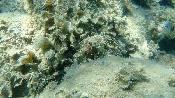 Polvo Comum Octopus Vulgaris Caça Mar Egeu Grécia Halkidiki — Fotografia de Stock