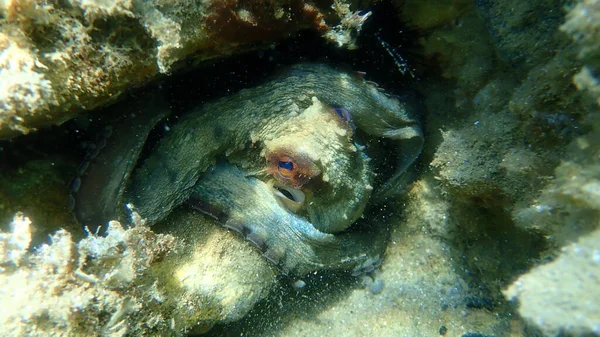 Polvo Comum Octopus Vulgaris Caça Mar Egeu Grécia Halkidiki — Fotografia de Stock