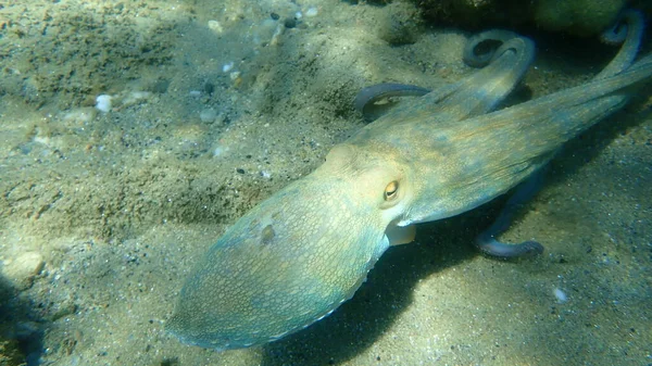 Caza Común Pulpo Octopus Vulgaris Mar Egeo Grecia Halkidiki — Foto de Stock