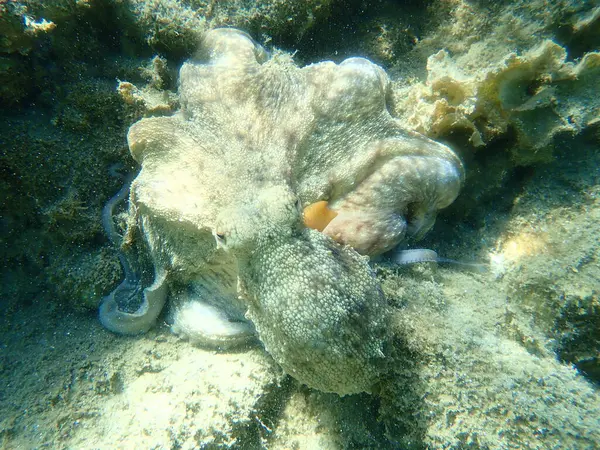 Охота Осьминога Octopus Vulgaris Эгейское Море Греция Халкидики — стоковое фото