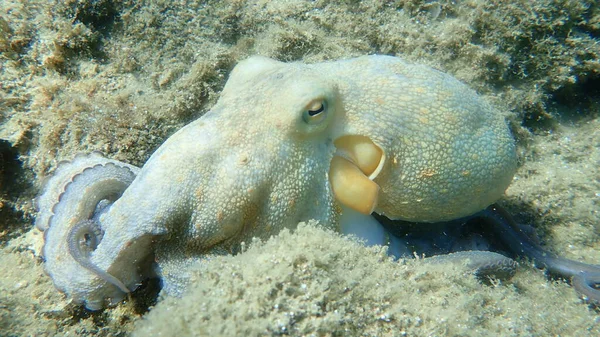 Caza Común Pulpo Octopus Vulgaris Mar Egeo Grecia Halkidiki — Foto de Stock