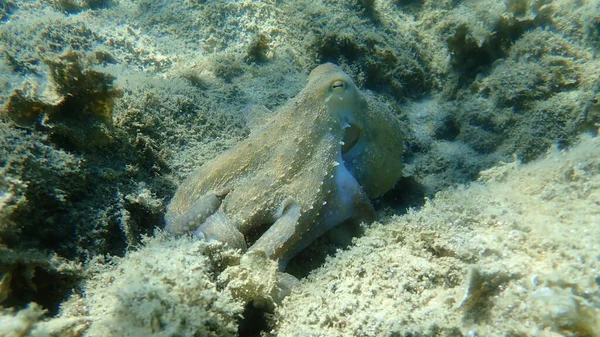 Pieuvre Commune Octopus Vulgaris Chasse Mer Égée Grèce Halkidiki — Photo