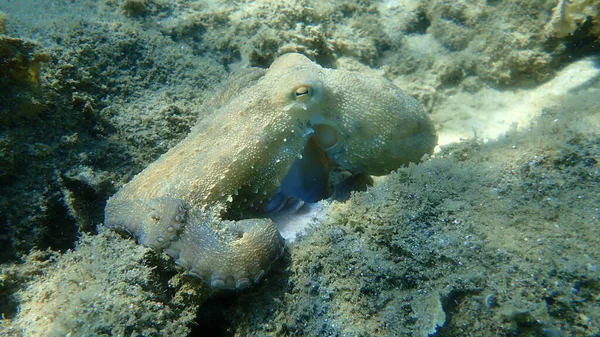 Caza Común Pulpo Octopus Vulgaris Mar Egeo Grecia Halkidiki — Foto de Stock