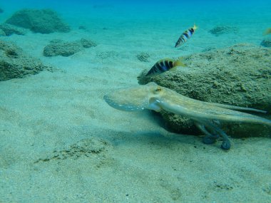 Genel ahtapot (Octopus vulgaris) avı, Ege Denizi, Yunanistan, Halkidiki